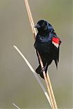 Tricolored Blackbird